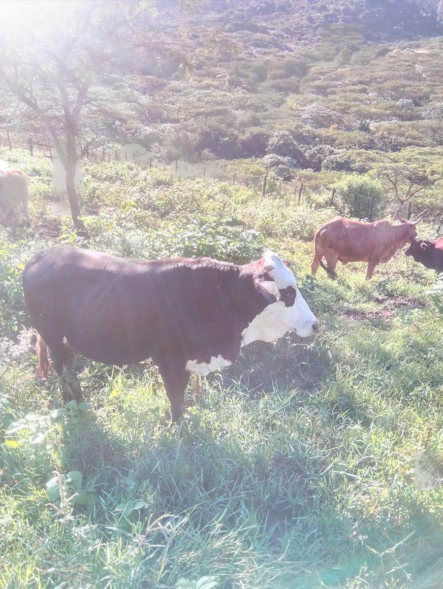 Mapholoba Farming Services
