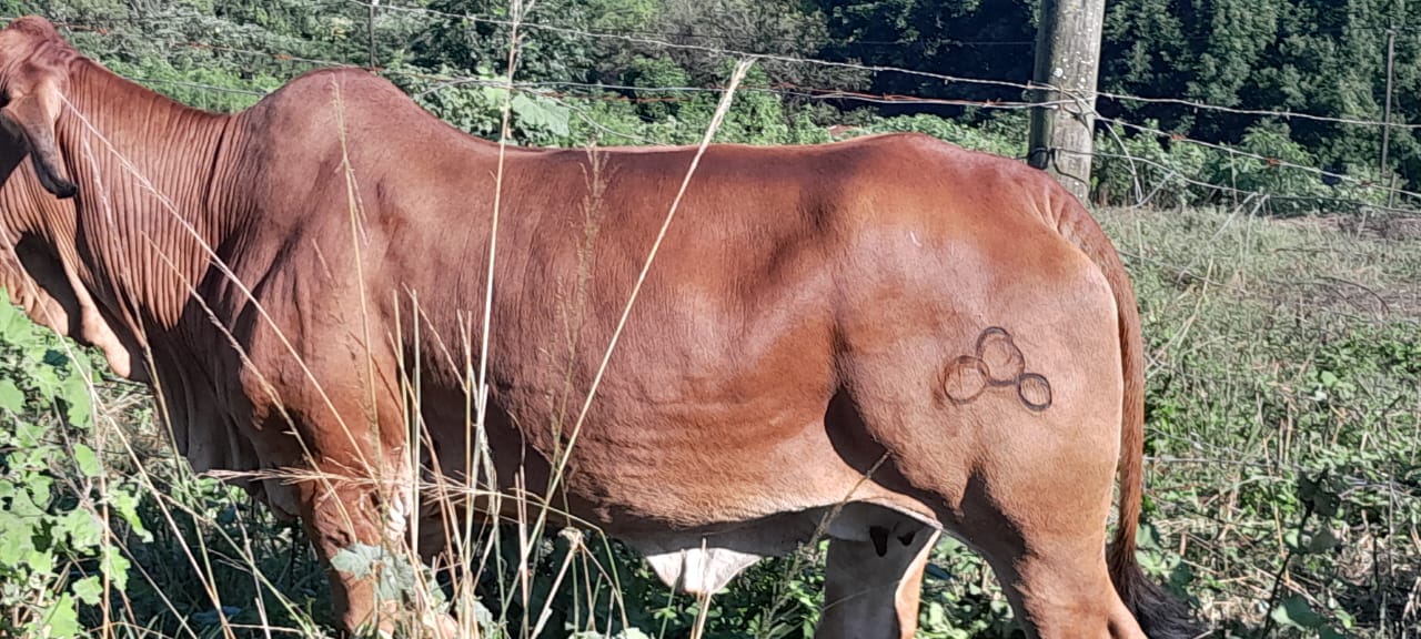 Mapholoba Farming Services